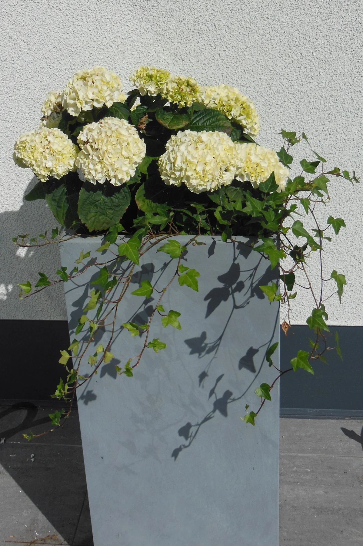 Valkoisena kukkiva hortensia